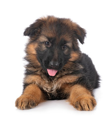 puppy german shepherd