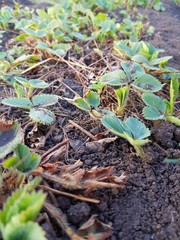 Growing strawberries in the garden