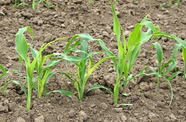 Young sprouts of corn