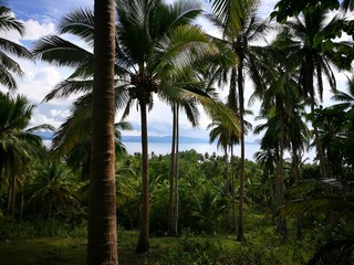Obraz na płótnie Canvas Low Angle View Of Palm Trees Against Sky