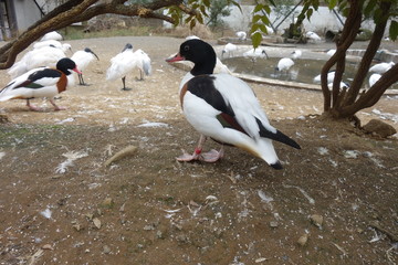 Fototapeta premium 日本の動物園のツクシガモ