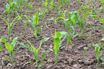 Young sprouts of corn