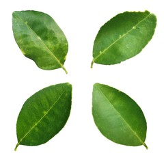 green leaves isolated on white background