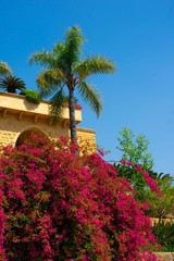 Fototapeta na wymiar Bougainvillea hedge and palm tree in front of an Oriental villa