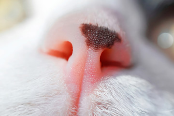 a cute little pink nose of the cat. macro