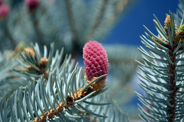 Pine cones on branches. Brown pine cone of pine tree. Growing cones close up. Larch cones growing in row on branch with needles. Fresh fruits of coniferous tree