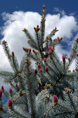 Pine cones on branches. Brown pine cone of pine tree. Growing cones close up. Larch cones growing in row on branch with needles. Fresh fruits of coniferous tree