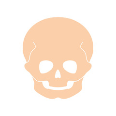 Obraz na płótnie Canvas Human child skull