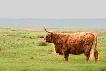 Schottisches Hochlandrind, Highland Cattle, Kyloe, Bò Gàidhealach, Rind, hochlandrind, schottisch, weiblich, braun, fell, haare, horn, schottisch, schottland, hausrind, älteste registrierte Viehrasse,