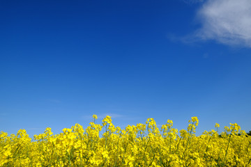 Gelbe Rapsblüten  unter blauem Himmel