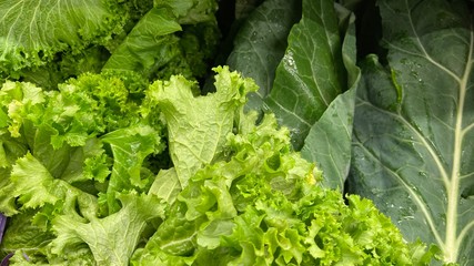 fresh green lettuce
