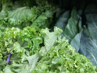 Fresh lettuce
