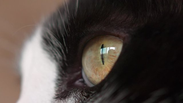 Close up at Yellow Cat Eye. Slow Motion 4k