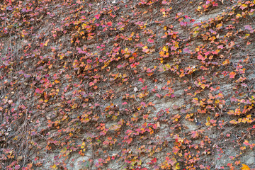 Colorful Red and Yellow Autumn, Fall Ivy Creeper on a Wall