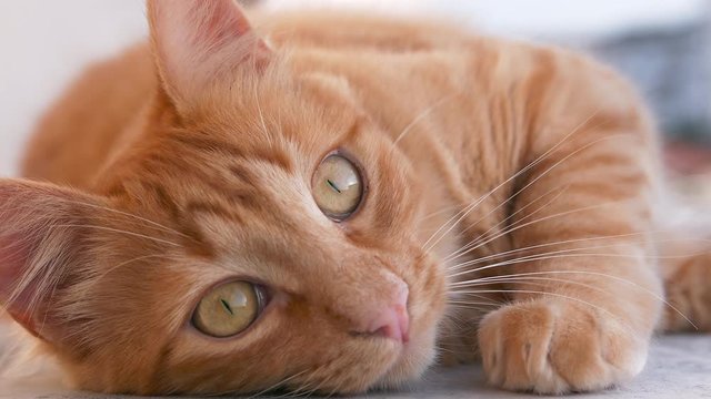 Friendly Domestic Yellow Cat Laying Down. Slow Motion 4k