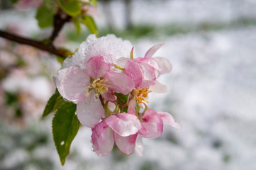 Spring snow covering fresh pink apple tree blossom