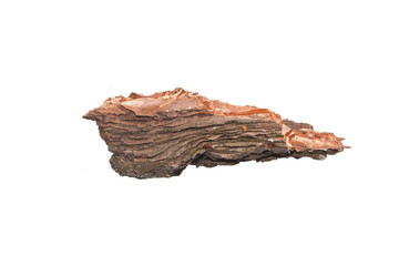 tree bark isolated on white background