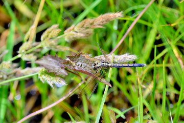 Dragonfly((Orthetrum luzonicum) in the Taiwan. 