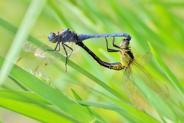 Dragonfly((Orthetrum luzonicum) in the Taiwan. 