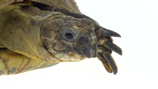 Turtle isolated on a white background at studio. Close up