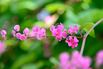 Close up of a bee on a pink flower. Soft focus background. Green leaves background. Bee collecting honey. Blooming pink flower. 