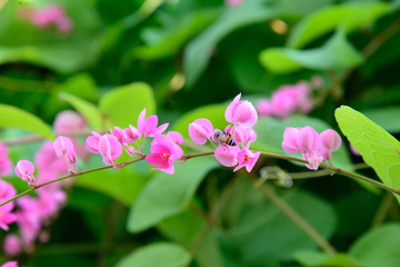 Close up of a bee on a pink flower. Soft focus background. Green leaves background. Bee collecting honey. Blooming pink flower. 