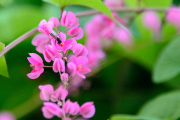 Fototapeta premium Close up of a bee on a pink flower. Soft focus background. Green leaves background. Bee collecting honey. Blooming pink flower. 