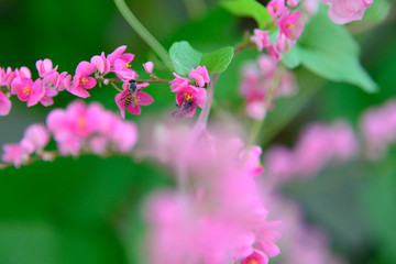 Close up of a bee on a pink flower. Soft focus background. Green leaves background. Bee collecting honey. Blooming pink flower. 