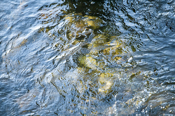 Wave and reflection on clean water surface at lake shore nature pattern texture ecology concept background
