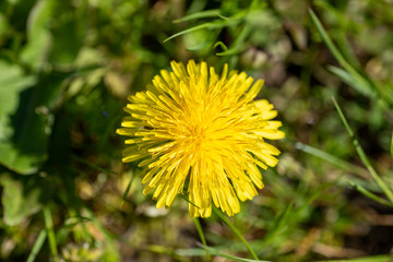 A closeup of a Taraxacum officinal blooming in the field.     Vancouver BC Canada 
