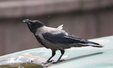 City crow near the puddle