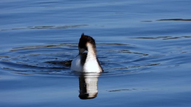 Haubentaucher&nbsp;(Podiceps cristatus) schwimmt