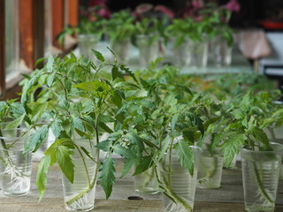Olericulture.When the tomato seedlings outgrow, the sprout is cut and put in a glass of water so that it takes root.Sowing tomatoes.