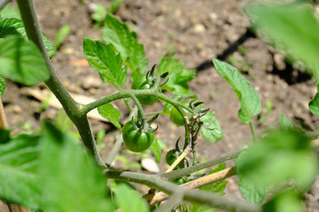 まだ緑色の可愛いミニトマト