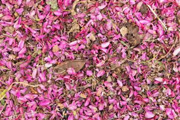 violet colored lilac dried flowers and leaves close up, natural background
