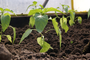 young pepper plants in the greenhouse on the bed