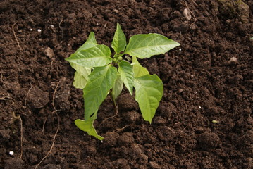 young pepper plant in the greenhouse on the bed