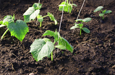 Young cucumber plants in the greenhouse. white ropes protrude from the ground for support. Organic amateur farming - growing cucumbers in a greenhouse in the country or in the village