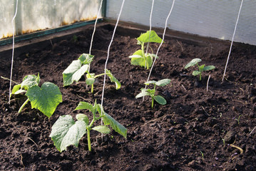 Young cucumber plants in the greenhouse. white ropes protrude from the ground for support