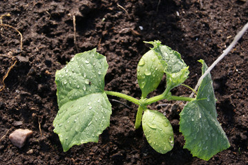 Young cucumber plants in the greenhouse. white ropes protrude from the ground for support