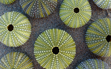 green sea urchin shells close up on wet sand