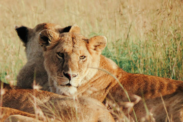 Fototapeta na wymiar lioness sitting in savannah grass in Masai Mara National Reserve, Kenya