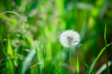 タンポポ　綿毛　春