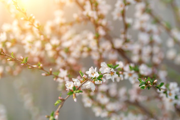 Obraz premium branches of beautiful cherry blossoms. small white flowers on a cherry tree branch. spring flowering trees in the garden