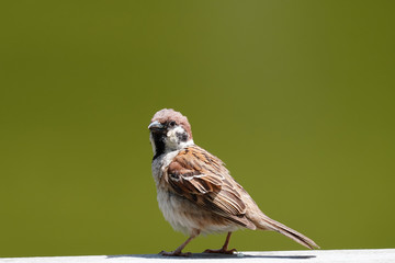 sparrow on handrail