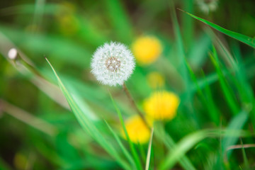 タンポポ　綿毛　春