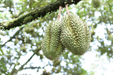 Durian on a tree in the orchard in Thailand and a tropical fruit.
