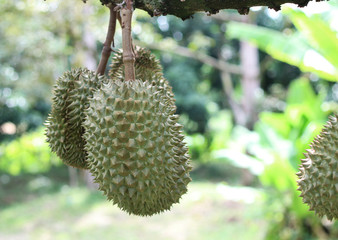 Durian on a tree in the orchard in Thailand and a tropical fruit.