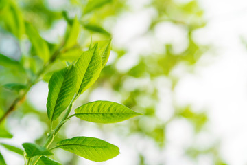 green leaves of a young juicy tree in the sunlight