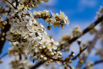 Young plum flowers and bright blue sky in early spring season. Natural composition